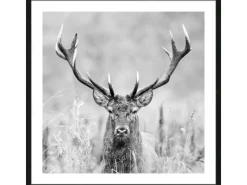 Online Pro Art Bild mit Rahmen Anonymus Grey Deer Dead II 52,5 cm x 52,5 cm