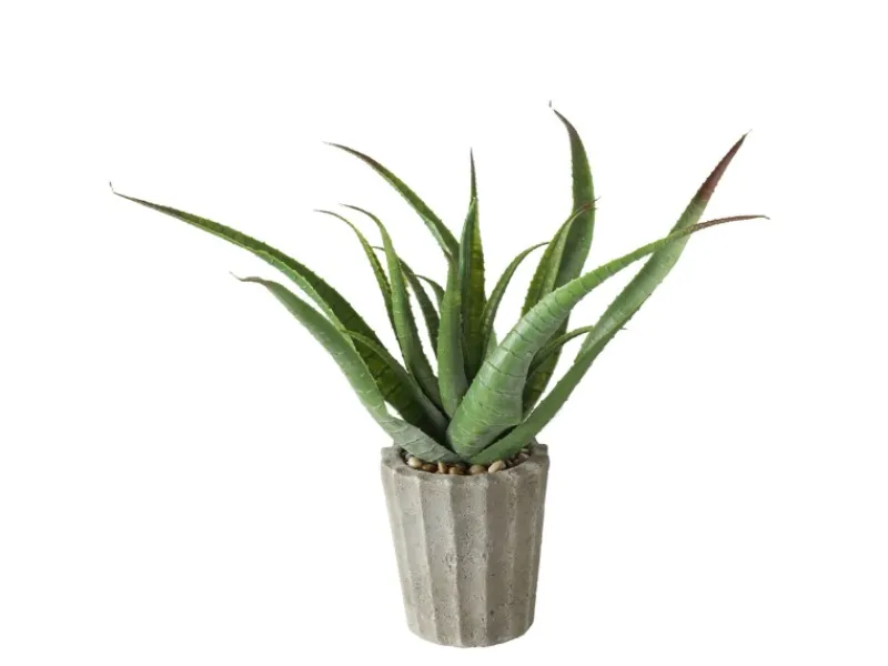 Boltze Topfpflanze Aloe Vera 2-fach Sortiert 50 cm x 15 cm x 50 cm Grün