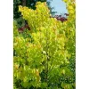 Discount Cercis Canadensis Rising Sun Judasbaum Gelb-Orange 125–150 cm