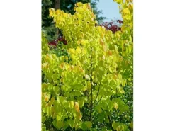 Discount Cercis Canadensis Rising Sun Judasbaum Gelb-Orange 125–150 cm