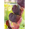 Best Cercis Canadensis Ruby Falls Judasbaum Rotviolett 125 cm Stammhöhe