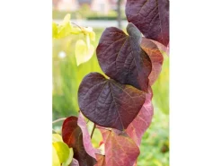 Best Cercis Canadensis Ruby Falls Judasbaum Rotviolett 125 cm Stammhöhe