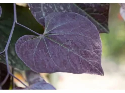 Best Cercis Canadensis Ruby Falls Judasbaum Rotviolett 125 cm Stammhöhe