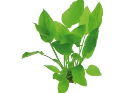 Dennerle Plants Aquariumpflanze Echinodorus Argentinensis XML Pflanze