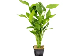Dennerle Plants Aquariumpflanze Echinodorus Argentinensis XML Pflanze