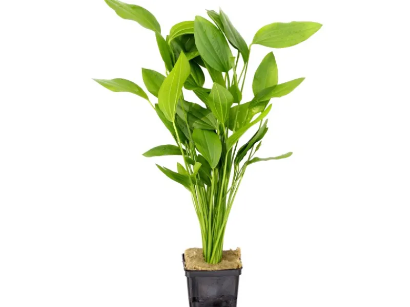 Dennerle Plants Aquariumpflanze Echinodorus Argentinensis XML Pflanze