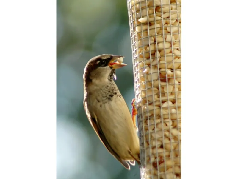 New Dobar Metallgitter-Futtersäule für Vögel 9,5 cm x 9,5 cm x 39 cm Silber