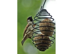 Dobar Vogelfutterfeder