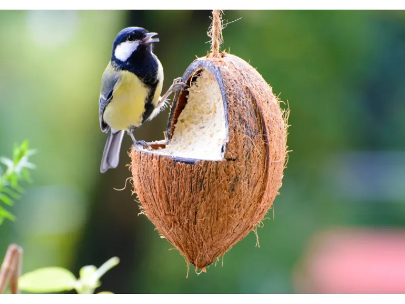 Online Dobar Vogelfutter-Mix 4 x gefüllte Kokosnuss und 2 x Riesenzapfen mit Fettfutter