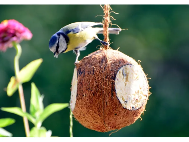 Online Dobar Vogelfutter-Mix 4 x gefüllte Kokosnuss und 2 x Riesenzapfen mit Fettfutter