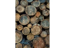 Online ESTAhome Fototapete Baumstämme Braun 186 cm x 279 cm 158206