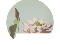 ESTAhome Selbstklebende Runde Tapete Lotusblume Altrosa und Graublau Ø 70 cm 158994