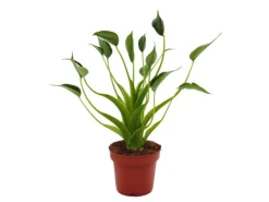 Exotenherz Alocasia Tiny Dancer Pfeilblatt Tropenwurz RARITÄT 12cm Topf