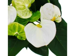 Exotenherz Flamingoblume Sierra White Weiss Anthurium Andreanum 14cm