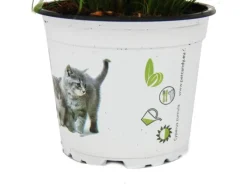 Exotenherz Katzengras Cyperus Alternifolius zur Verdauungsunterstützung von Katzen