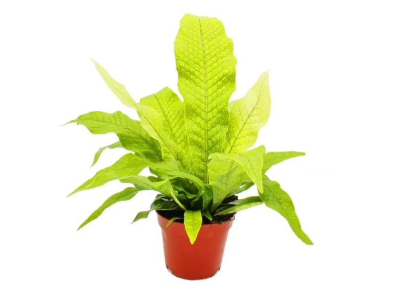 Exotenherz Krokodilfarn Microsorum Musifolium Crocodyllus 12cm Topf