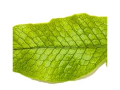 Exotenherz Krokodilfarn Microsorum Musifolium Crocodyllus 12cm Topf