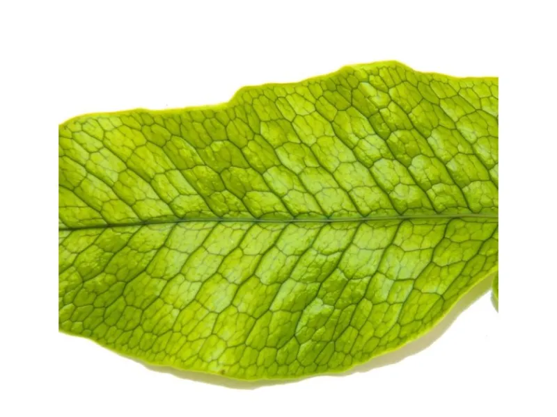 Exotenherz Krokodilfarn Microsorum Musifolium Crocodyllus 12cm Topf