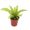 Exotenherz Minipflanze Asplenium Antiquum Nestfarn Ideal für Kleine Schalen und Gläser Babyplant im 5,5cm Topf