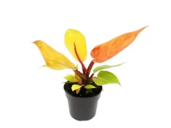 New Exotenherz Philodendron Prince Of Orange Orangener Baumfreund 12cm Topf