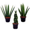 Hot Exotenherz Sansevieria Cylindrica Pfiffiges 3Er Set im 6,5cm Topf Bogenhanf Schwiegermutterzunge