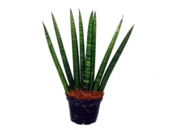 Hot Exotenherz Sansevieria Cylindrica Pfiffiges 3Er Set im 6,5cm Topf Bogenhanf Schwiegermutterzunge