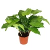 Best Exotenherz Schattenpflanze mit Ausgefallenem Blattmuster Calathea Musaica Network 14cm Topf ca. 40cm Hoch