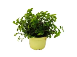 Online Exotenherz Set mit 3 Futterpflanzen für Heimtiere Callisia Repens Vitalfutter für Kaninchen Ziervögel Reptilien Hamster