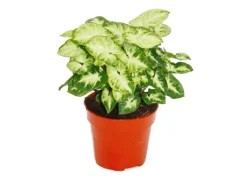 Exotenherz Syngonium Pixie 3er Set Purpurtute