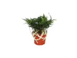 Online Exotenherz Tarantelfarn Vogelspinnenfarn Spinnenfarn Humata Tyermannii Davallia 12cm Topf