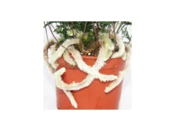 Online Exotenherz Tarantelfarn Vogelspinnenfarn Spinnenfarn Humata Tyermannii Davallia 12cm Topf