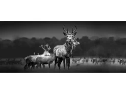 Pro Art Glasbild Herd of Deer 125 cm x 50 cm