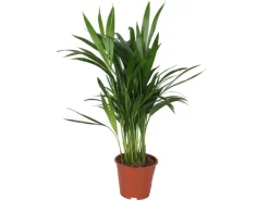 Grünpflanzen in Sorten Höhe ca. 50 - 65 cm Topf-Ø ca. 14 cm