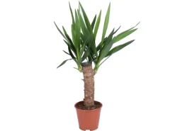 Grünpflanzen in Sorten Höhe ca. 50 - 65 cm Topf-Ø ca. 14 cm