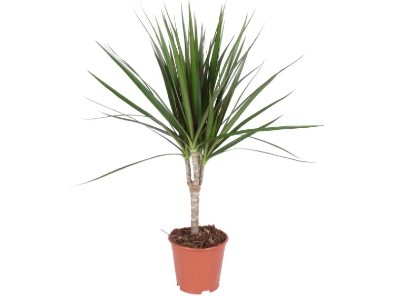 Grünpflanzen in Sorten Höhe ca. 50 - 65 cm Topf-Ø ca. 14 cm