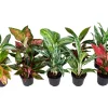 GROW by OBI Kolbenfaden in Sorten Grün-Rot Höhe 30-35 cm Topf Ø 12 cm Aglaonema