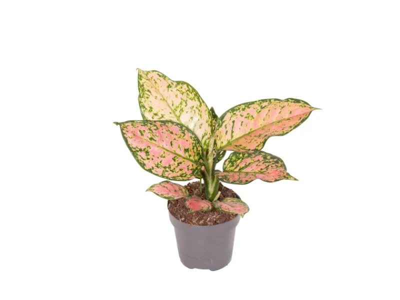 GROW by OBI Kolbenfaden in Sorten Grün-Rot Höhe 30-35 cm Topf Ø 12 cm Aglaonema
