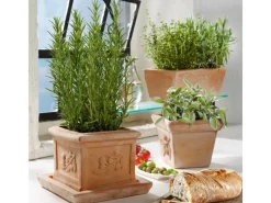 GROW by OBI Kräutermischung "Italienische Kräuter" Topf-Ø ca. 14 cm