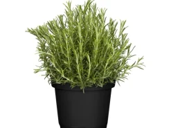 GROW by OBI Kräutermischung 