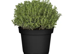 GROW by OBI Kräutermischung 