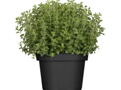 GROW by OBI Kräutermischung 