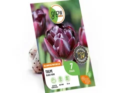 GROW by OBI Tulpe Black Hero Lila 7 Stück Tulipa double late Black Hero