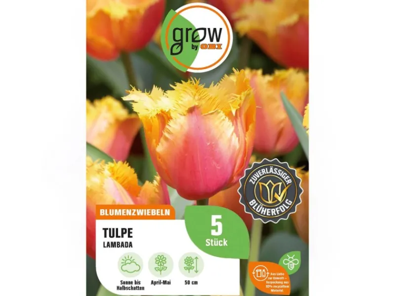 Discount GROW by OBI Tulpe Lambada Orange 5 Stück Tulipa fringed Lambada