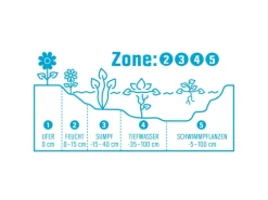 Online GROW by OBI Wassernabel Bunt Topf-Ø ca. 11 cm