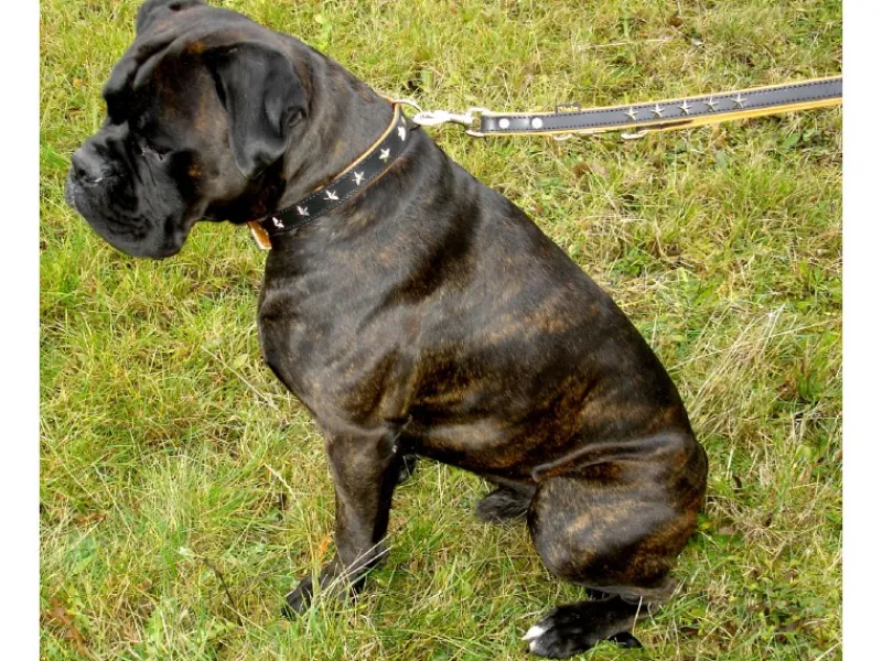 Heim Hunde-Vorführleine Stern Breite 18 mm Länge 200 cm Schwarz-Natur