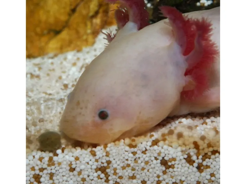 Discount JBL Pronovo Lotl Grano M 250 ml