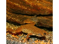 Discount JBL Pronovo Lotl Grano M 250 ml