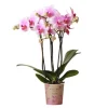 Kolibri Orchids Rosa Phalaenopsis Orchidee Mineral Rotterdam Topfgröße 9cm