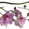 Komar Deko-Sticker Orchidee 100 cm x 70 cm