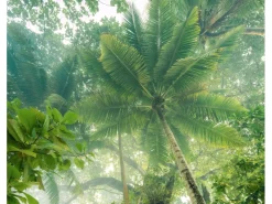 New Komar Fototapete Climber Canopy 300 cm x 250 cm